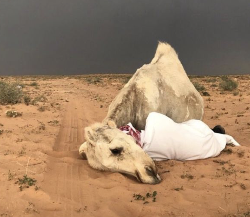 jamaliaat's tweet photo. " إذا كان في بعض جوانحِ الأرض أمكنةٌ نادرةٌ مقدسةٌ هي قلبُ الدنيا الذي أودعهُ اللهُ سرّاً مُتألهاً، ففي بعضِ جوانح الناس قلوبٌ نادرةٌ هي کتلك الأمكنة " الرافعي

#جماليات 
#مساء_الخير https://t.co/swWvn4Hz68