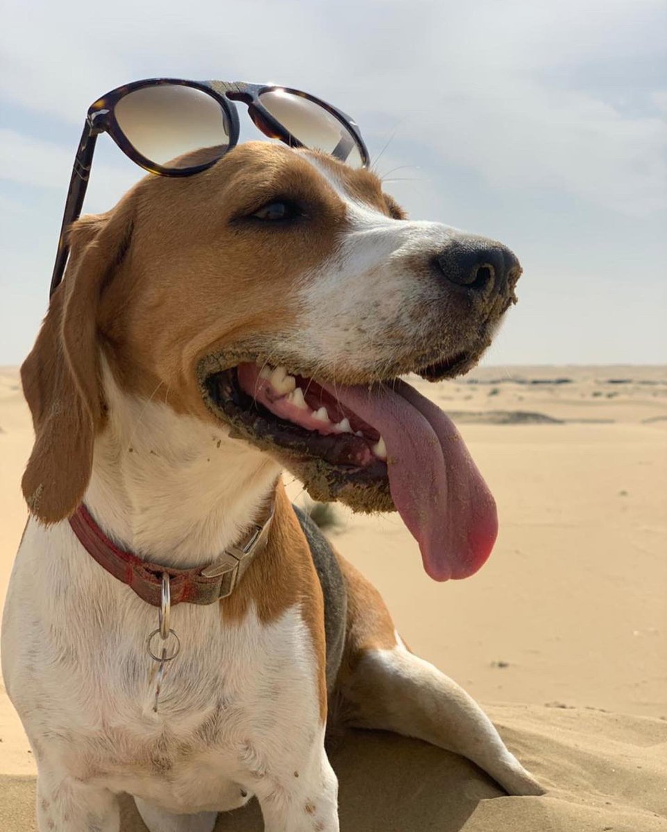 Happy #WorldMentalHealthDay2022 to everyone around the the globe ✈️ 🌍🤗today. Make sure you remember: #youmatter! How are you caring for yourself and someone else today, tomorrow and beyond?

Here are pics of my cuddly piles of well-being ❤️ 🐶 🐶 ❤️ #mentalhealthmatters