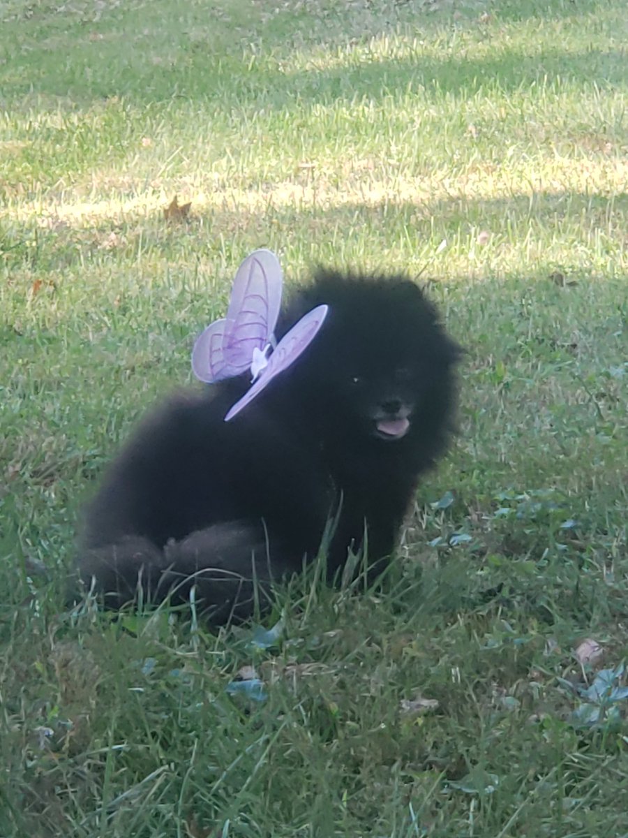 I think I'll be a fairy today 🐾🦋