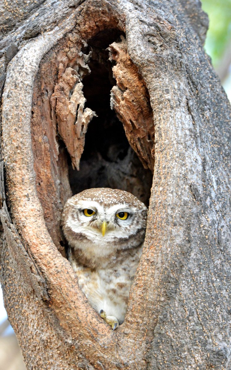 uuphotography's tweet photo. The spotted owlet 
#spottedowlet #birdwatching #thephotohour #daiypic #natureinfocus #uuphotography #natureandwildlifephotographer #netgeoindia #twitternaturecommunity #indiaves #bbcwildlife https://t.co/rKyBg1uJxg