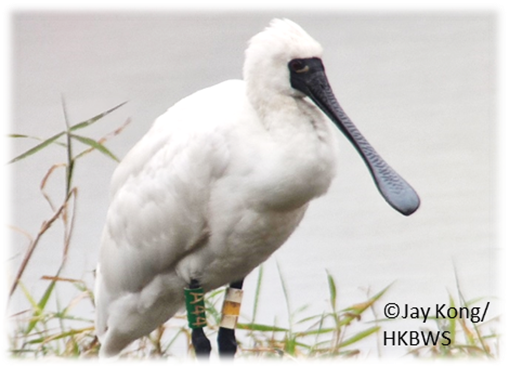 1/6 #BOUasm22 #SESH2
Black-faced Spoonbills (BFS) are endangered species with a range confined to the coastal area in East Asia. In 1990, the global population was estimated to be below 300. Habitat loss and pollution pose great threats to the endangered spoonbill.