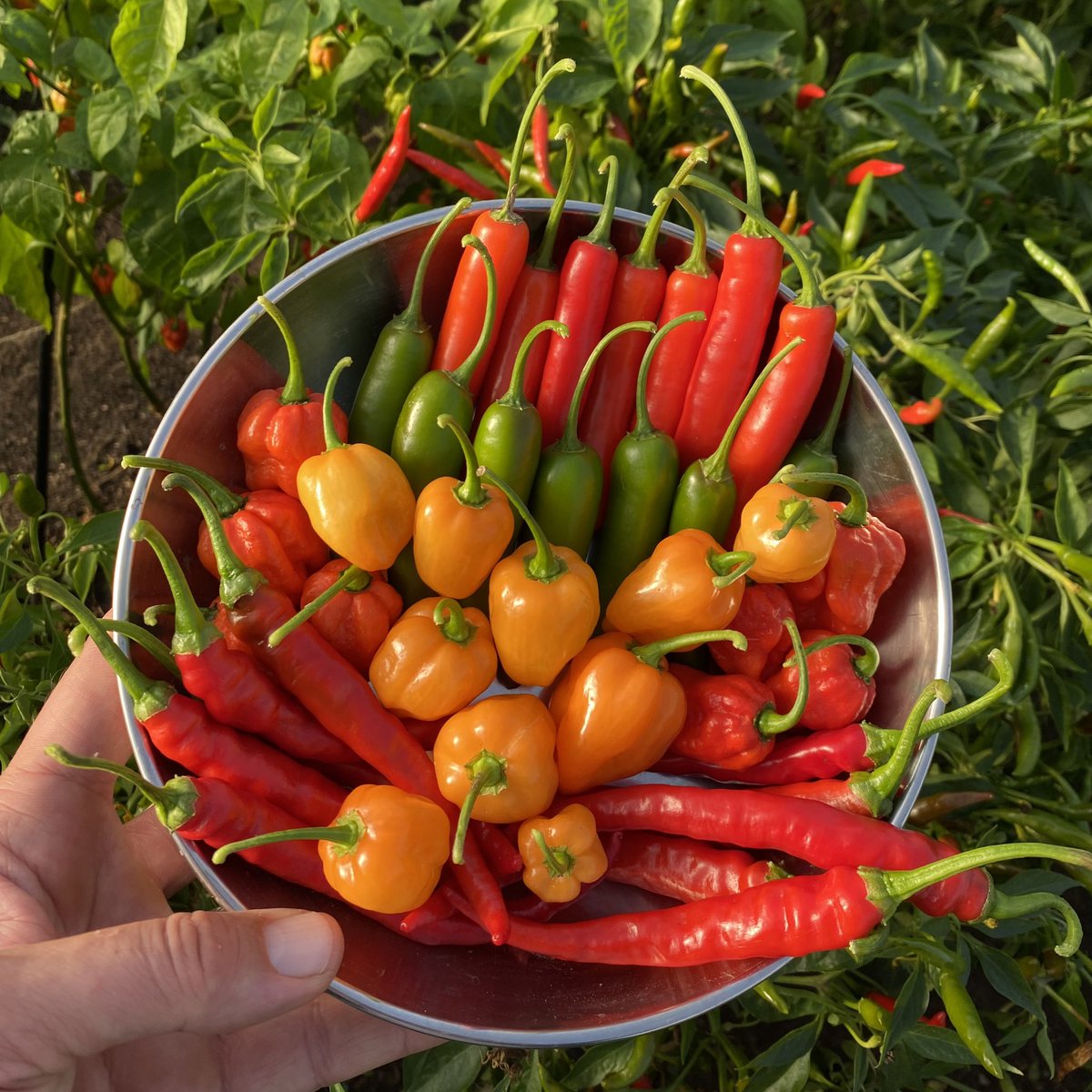 Great Day 😊 loads of deliveries of sauces, oils &amp; fresh chillies going out, a chat with the legend that is Hawkins BBQ about potential collabs now just putting this stunning looking  delivery together #nofilter #chillifarm #supportlocal #iom #hotsauces 
redmie.sumupstore.com/products