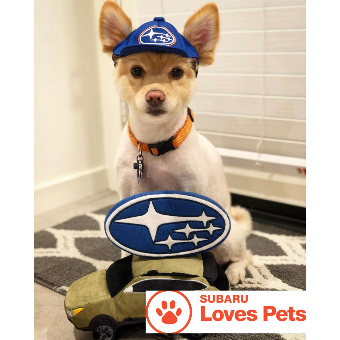 Beardmore Subaru tweet media