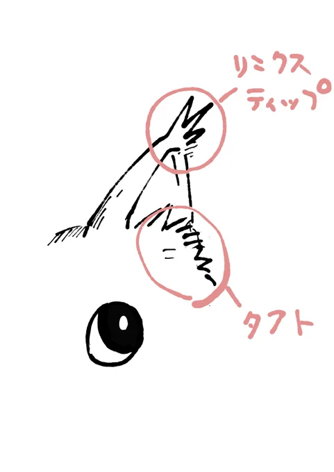 有識者の方に教えて頂いたのですがここは正式名称タフトと言うらしいです。リンクスティップは耳の上に立ってる毛のことなんですね。失礼いたしました。 