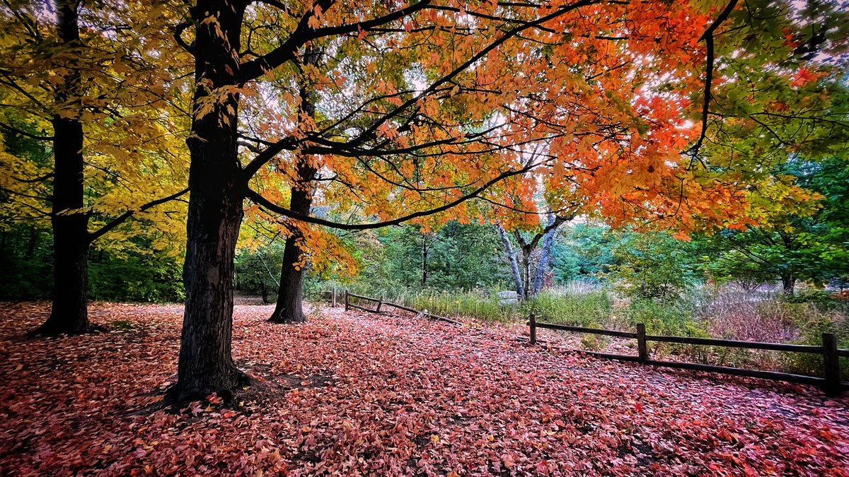 SarahFordham3's tweet photo. Thanksgiving Walk Appreciating Autumn Colour in High Park. October 10, 2022. #landscapes #landscapephotography #canadianlandscape #ontariolandscapes #urbanlandcape #torontoart #highpark #fallcolours https://t.co/DSFaSY2UBm