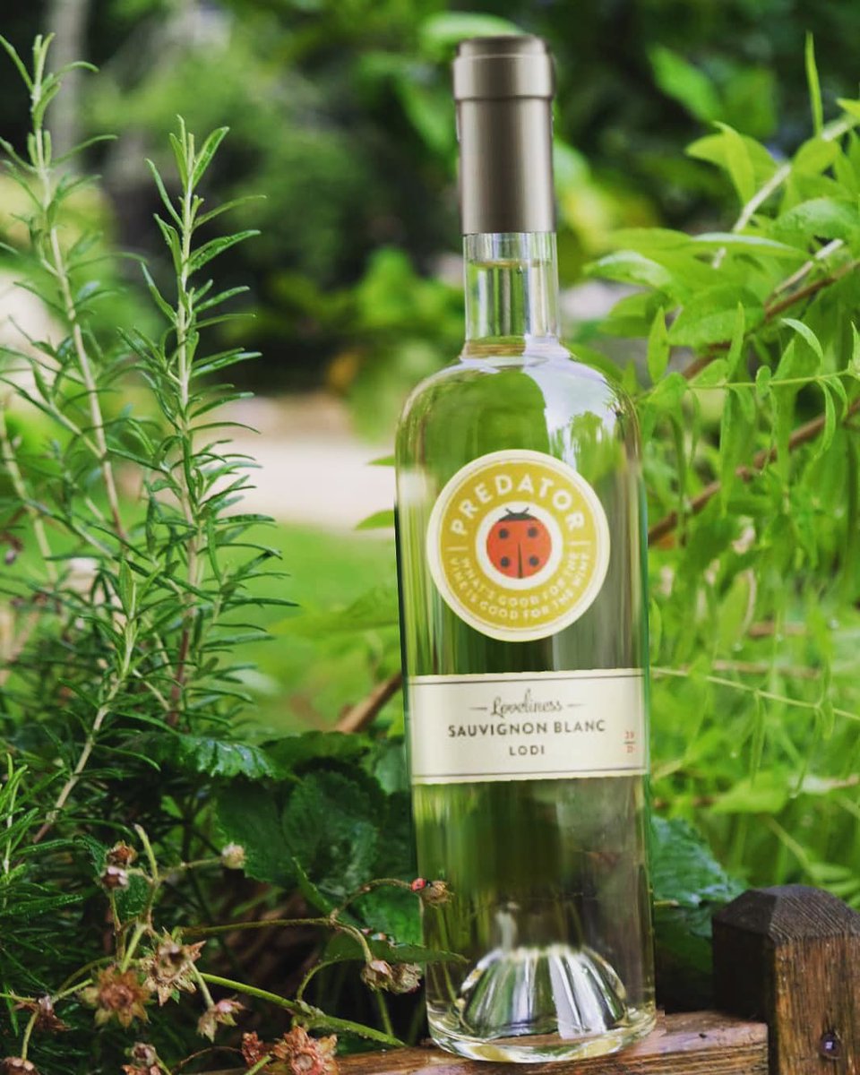 PredatorWines's tweet photo. Our Sauvignon Blanc, Loveliness, follows a holistic approach to winemaking. Our commitment to sustainable growing practices helps ensure the health and vitality of our select vineyards. https://t.co/n1Rxt4HfWM