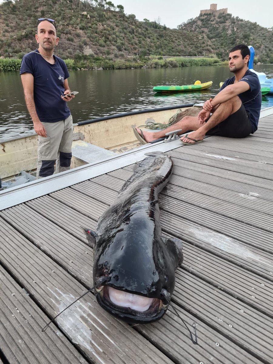 FishInvasionLab's tweet image. These last two weeks our group is monitoring the fish communities in last 120 km of the Lower Tagus River. We are running this program since 2017 and unfortunately the European catfish abundances are getting higher... #silurus #MEGAPREDATOR #Belver #Tejo  @MARE_centre #alienfish