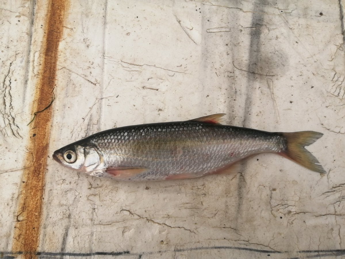 FishInvasionLab's tweet image. These last two weeks our group is monitoring the fish communities in last 120 km of the Lower Tagus River. We are running this program since 2017 and unfortunately the European catfish abundances are getting higher... #silurus #MEGAPREDATOR #Belver #Tejo  @MARE_centre #alienfish