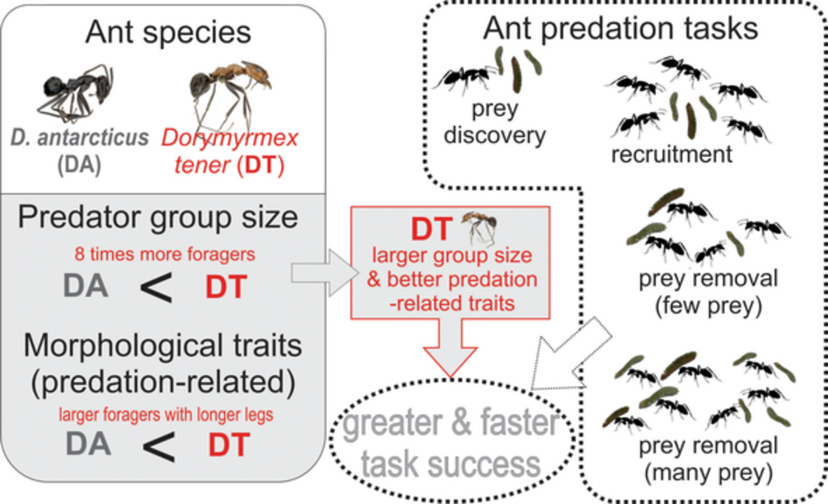 Ecol_Ent's tweet photo. Numbers matter: #Predatory #ability increases with forager group size in #omnivorous ant #species with similar predatory #traits
https://t.co/l7IaNQAkwE
#caterpillar #colony #size #forager #response #group #size #odorous #ants #omnivory https://t.co/l7oOnyDbAL