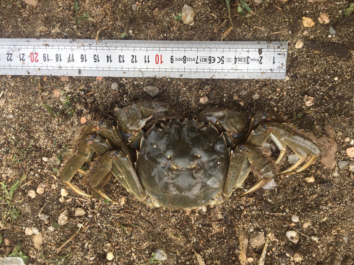 FishInvasionLab's tweet image. These last two weeks our group is monitoring the fish communities in last 120 km of the Lower Tagus River. We are running this program since 2017 and unfortunately the European catfish abundances are getting higher... #silurus #MEGAPREDATOR #Belver #Tejo  @MARE_centre #alienfish