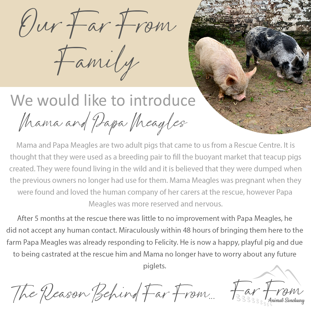 FarFromBrecon's tweet photo. We would like to introduce you to another member of our Far From Family, Mama and Papa Meagles β€οΈ
Mama and Papa Meagles are 2 of our pigs who live with us here on the farm. π
#pigs #rescue #FarFrom #FarFromRetreat #powys #Wales #breconbeacons #breconbeaconsnationalpark https://t.co/wQaR3nPJUe