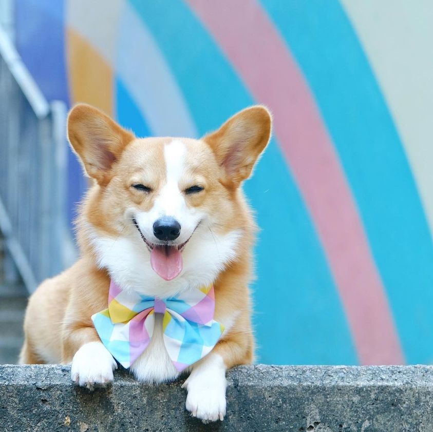 Her cuteness is legendary 🥰🫣
#Corgi #CorgiCrew #dogsoftwitter