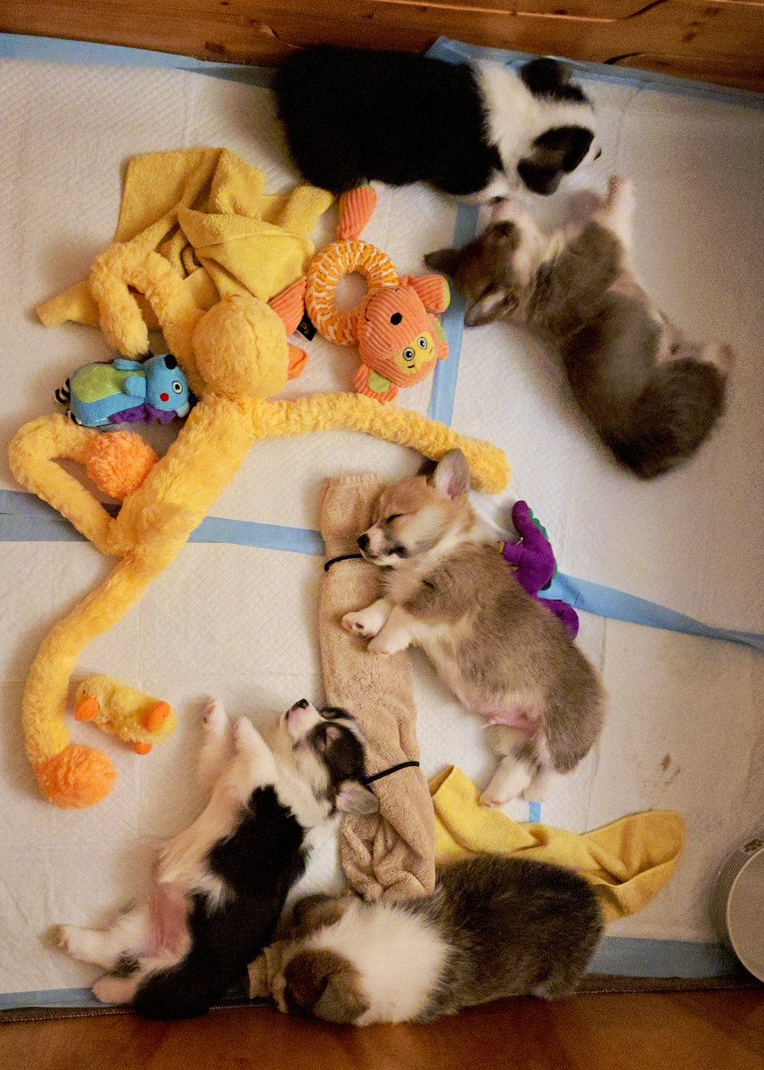 SmilingCorgi's tweet image. Finally to bed. 
#CorgiCrew #CorgiPuppies