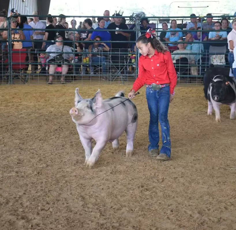 SGIBoars's tweet photo. RESERVE GRAND CHAMPION MARKET HOG
2022 Pasadena Livestock Show & Rodeo, TX
Sired by :: COWBOY POKER
Raised by :: Heins Showpigs, OH
#SGIBOARS https://t.co/d2r4ADXobQ