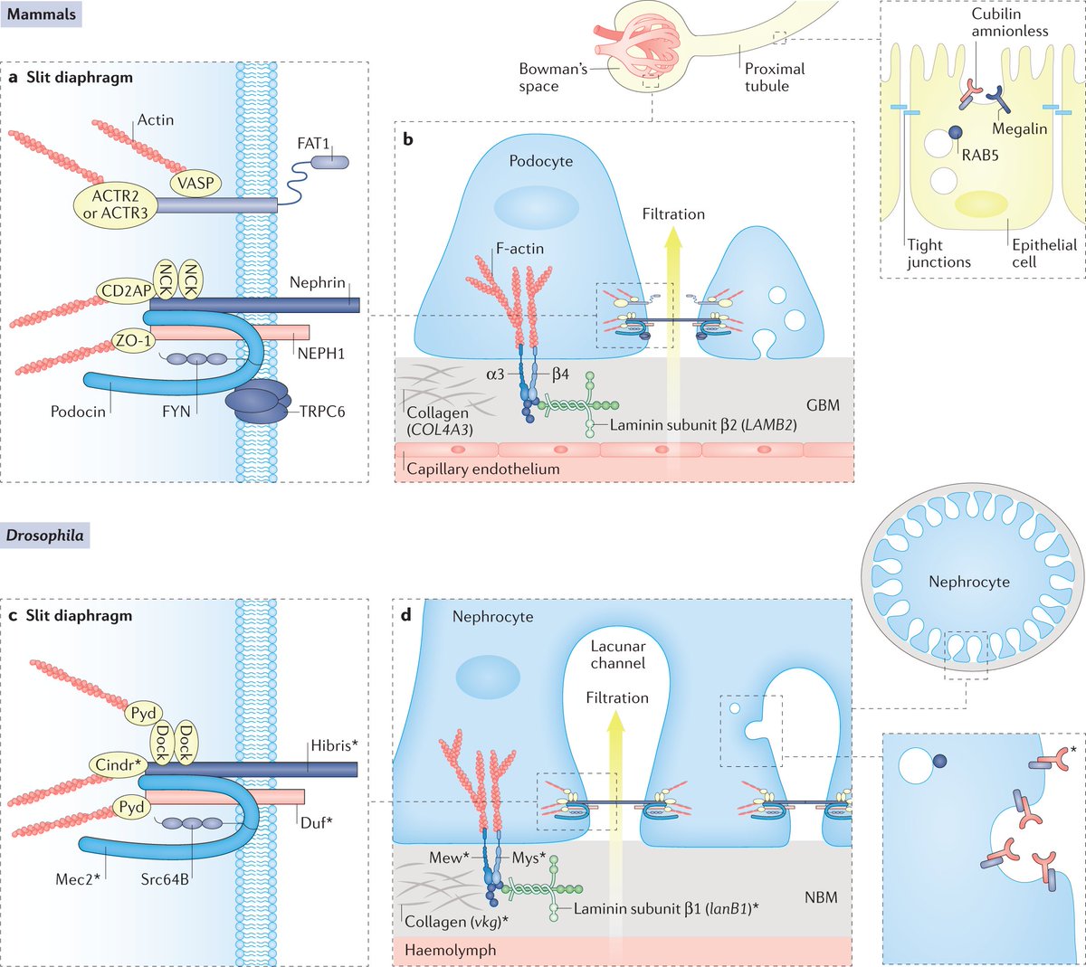 Nature Reviews Nephrology on Twitter "The mammalian kidney filtration