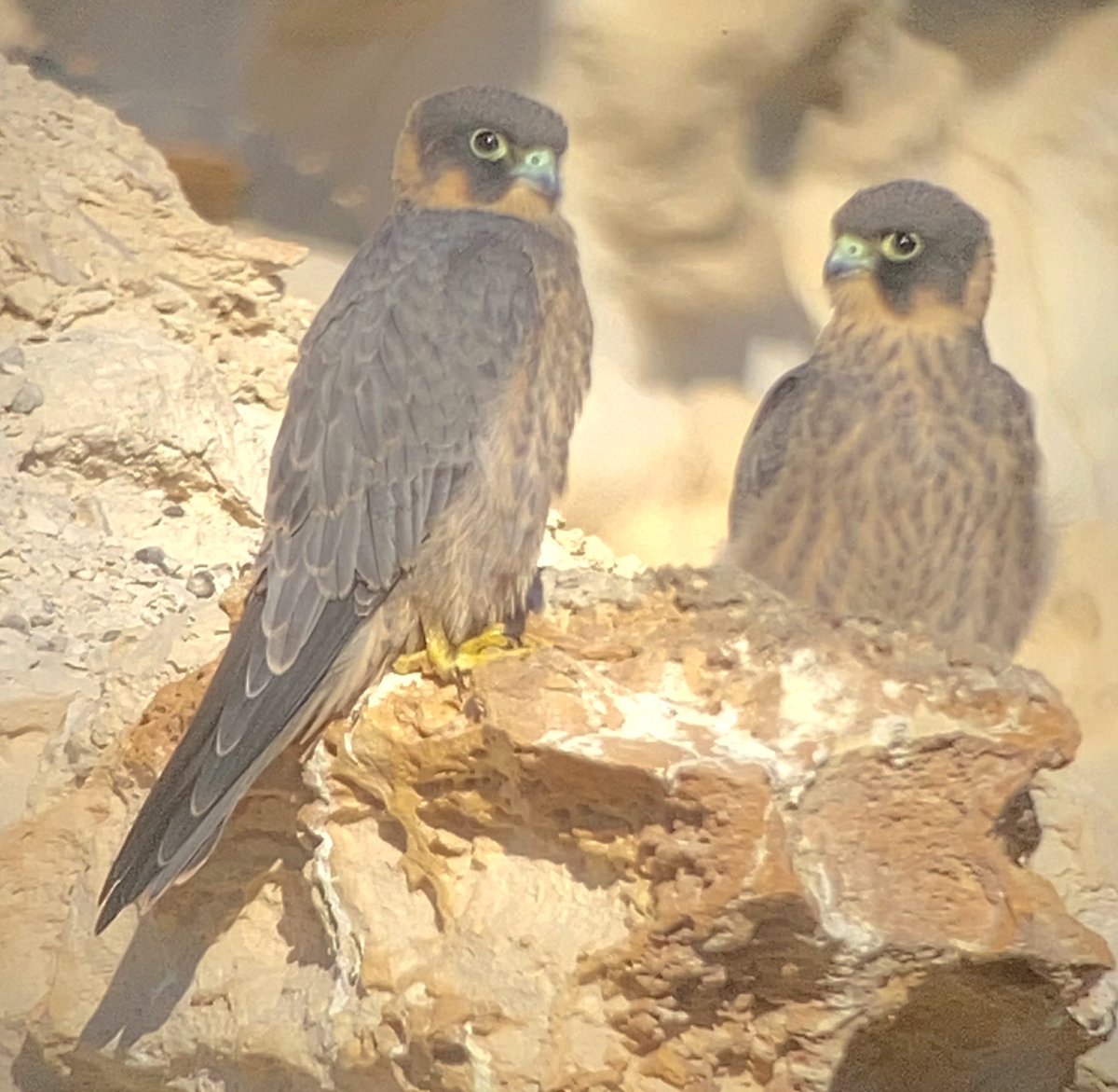 Sooty Falcons, near Sde Boker, Israel. These gorgeous juveniles were two of six seen at very close range during an unforgettable morning with Meidad Goren. Thanks also to <a href="/yoavperlman/">Yoav Perlman</a>  for his advice