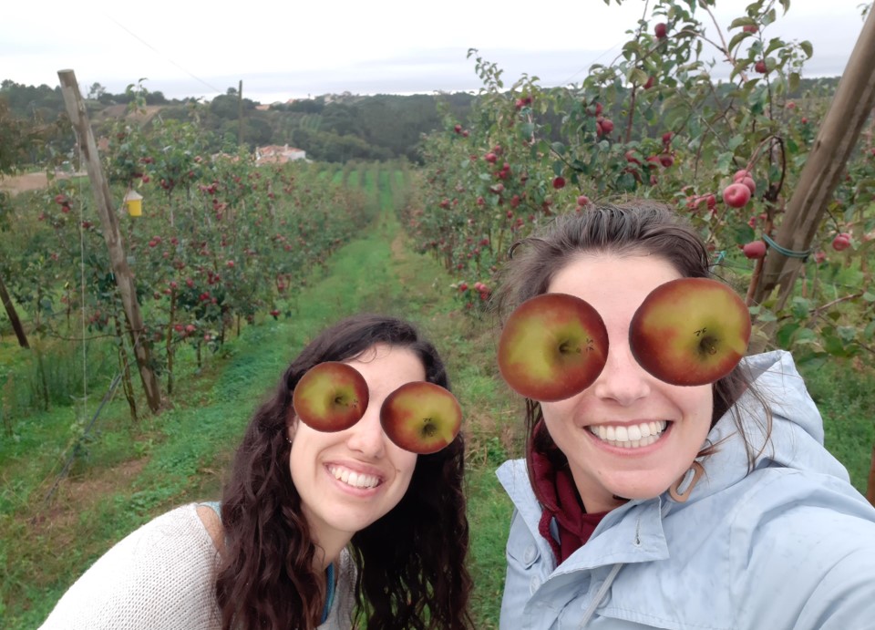 ORCHESTRA_proj's tweet photo. It's a kind of #magrite...  

Even on rainy days @ORCHESTRA_proj team won't stop! 🌧️ 

Harvesting a new #apple🍎 variety, can you identify it?

@Lemos_lab @MARE_centre @ESTM_IPL  #orchard #Biotechnology #seaweed #TheSonofMan #food https://t.co/1ErgYZp15h