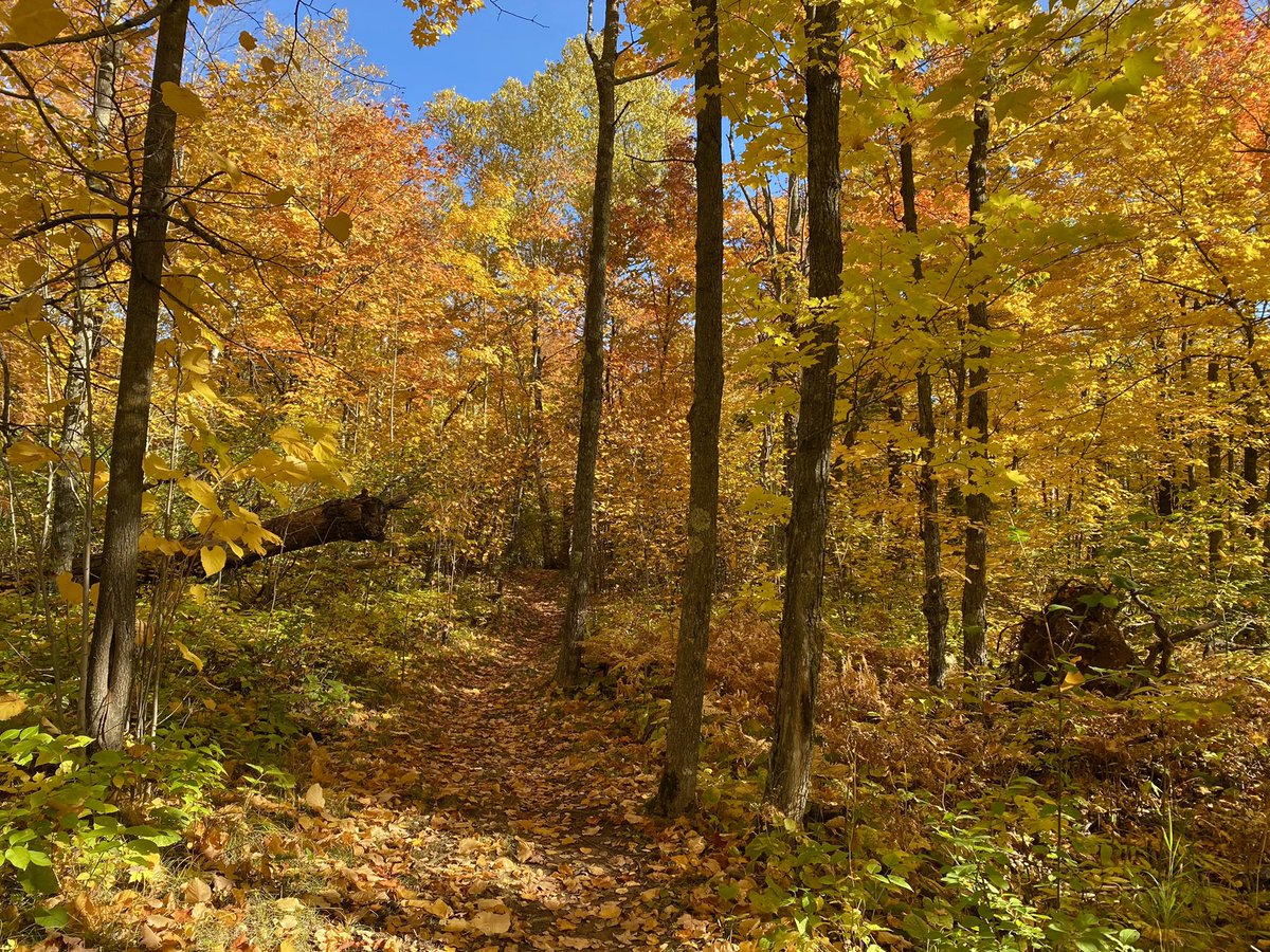 crisp air and vibrant colors for this morning’s run 🫶🏻