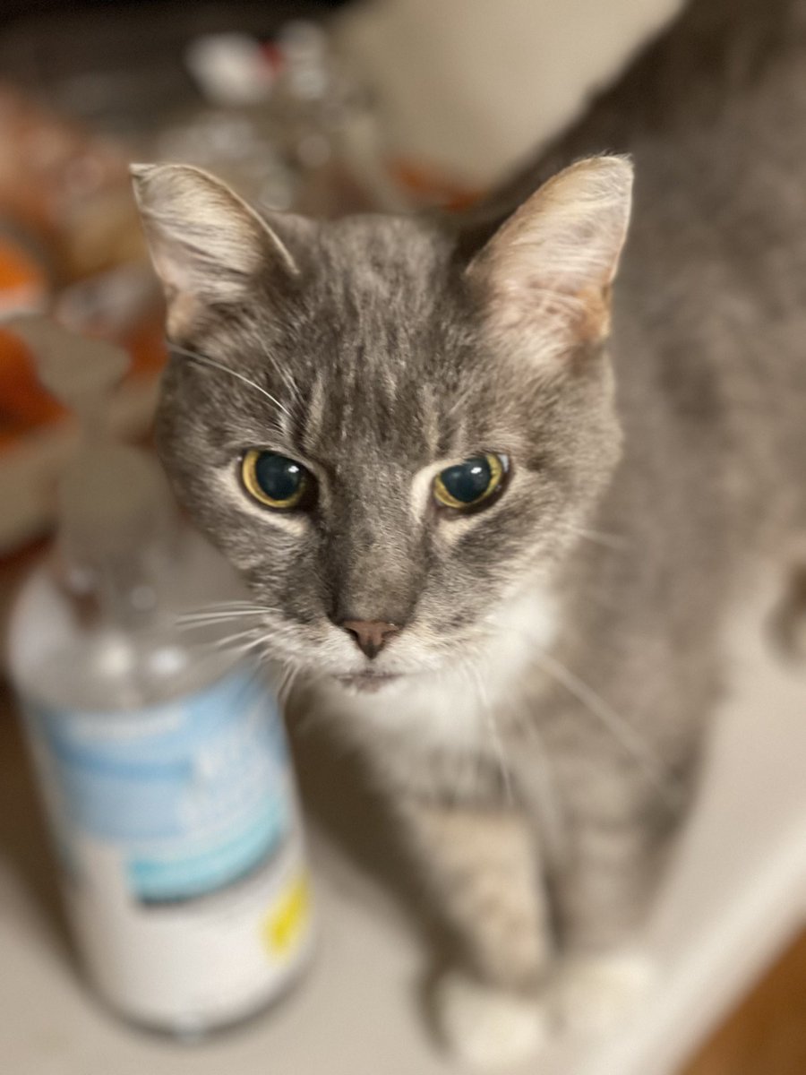 MCSR Cats tweet media