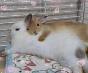 Bunnies (@rabbiteveryhour) on Twitter photo 