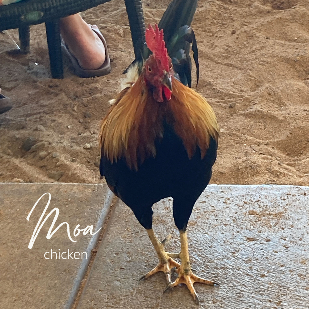 SheLivesAloha's tweet photo. Hawaiian Word of the Week: Moa #MindfulMonday https://t.co/ktBozGV9p7 https://t.co/SEl9g2zrM6