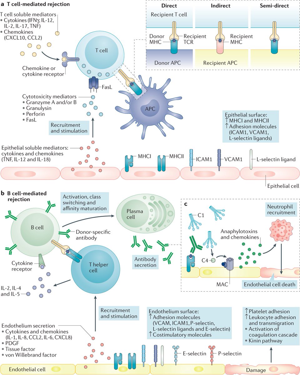 Nature Reviews Nephrology on Twitter "Pathophysiological mechanisms of