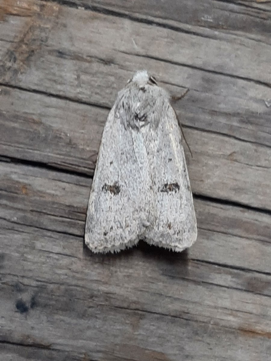 DaveMor54907676's tweet photo. A great weekend courtesy of @Bawdsey_Hall, cracking place to stay as always. A few good moths including Clancy's Rustic, Feathered Ranunculus, a worn Lunar Underwing and the brightest Merv I've ever seen, plus 3 Scarce Bordered Straw. All thanks to @DeansMatthew. https://t.co/PU7rf9K4mW