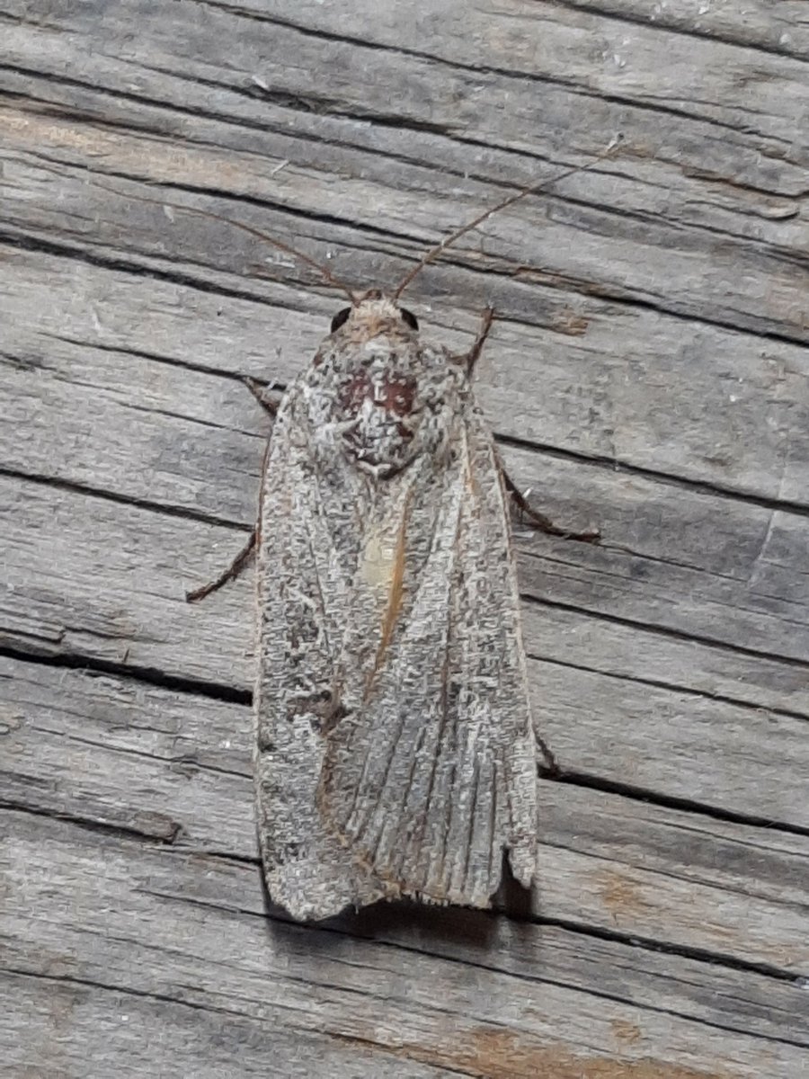 DaveMor54907676's tweet photo. A great weekend courtesy of @Bawdsey_Hall, cracking place to stay as always. A few good moths including Clancy's Rustic, Feathered Ranunculus, a worn Lunar Underwing and the brightest Merv I've ever seen, plus 3 Scarce Bordered Straw. All thanks to @DeansMatthew. https://t.co/PU7rf9K4mW