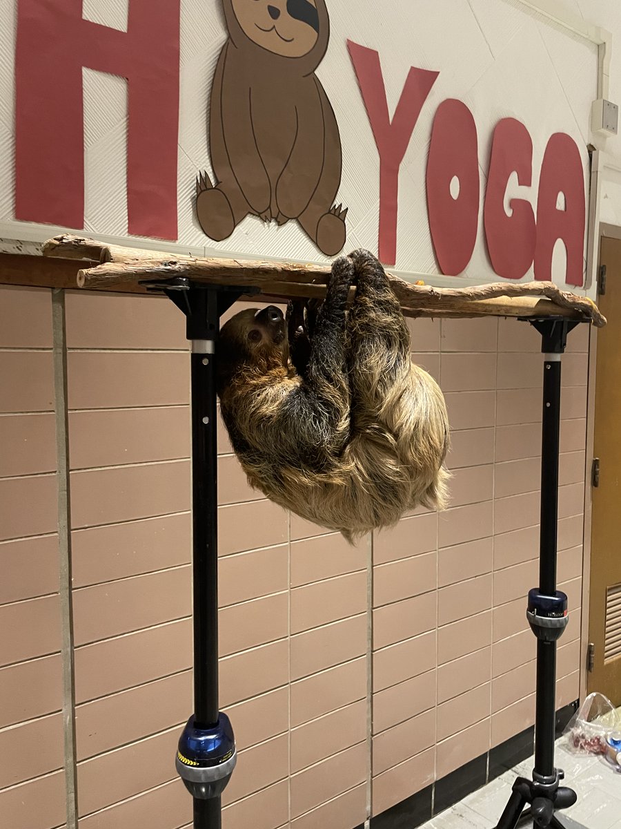 OSUCHAIRE's tweet photo. Thank you to everyone who participated in last week's Sloth Yoga event! We raised over $2,200 for sloth conservation and had a fun evening of stress relief &amp; human-animal interactions! Read about the event &amp; see more photos here: https://t.co/7dVTk8aB7y https://t.co/sQtul3NQNV