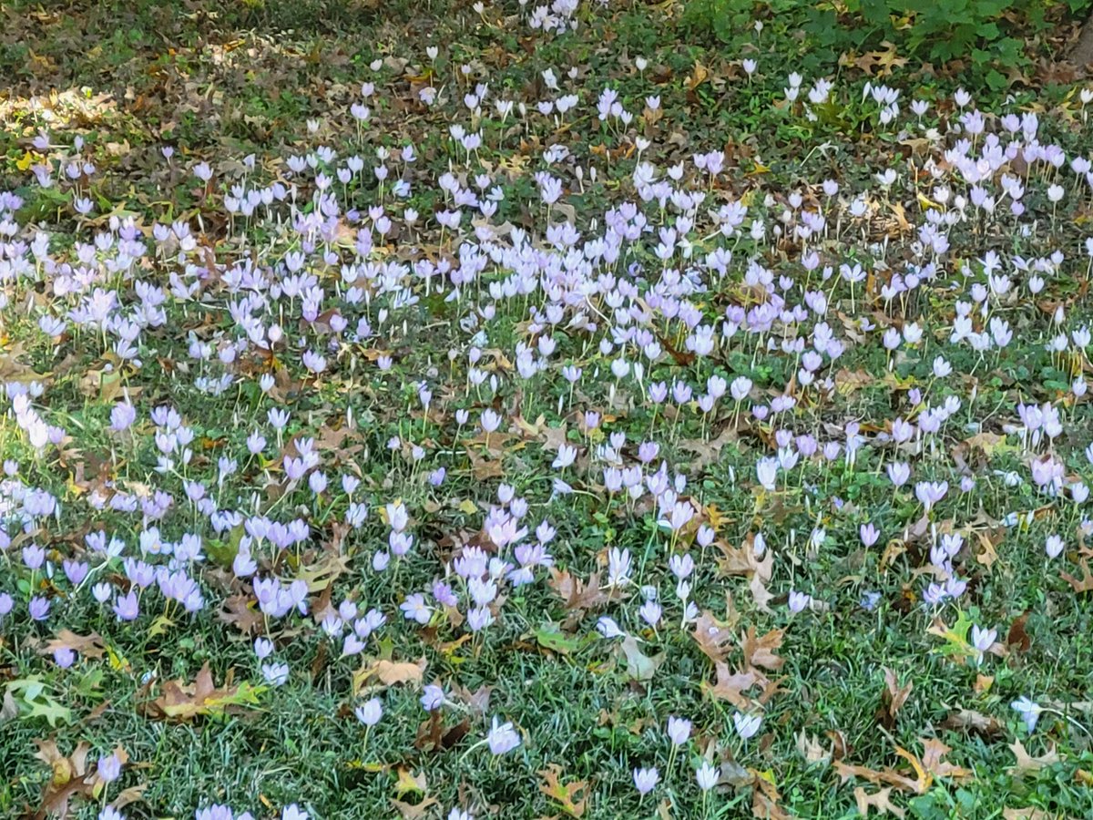 Fall flowering crocus popping out all over #AnacostiaRiver <a href="/anacostiaws/">Anacostia Watershed Society</a> <a href="/KenAqGardens/">Friends of Kenilworth Aquatic Gardens</a>