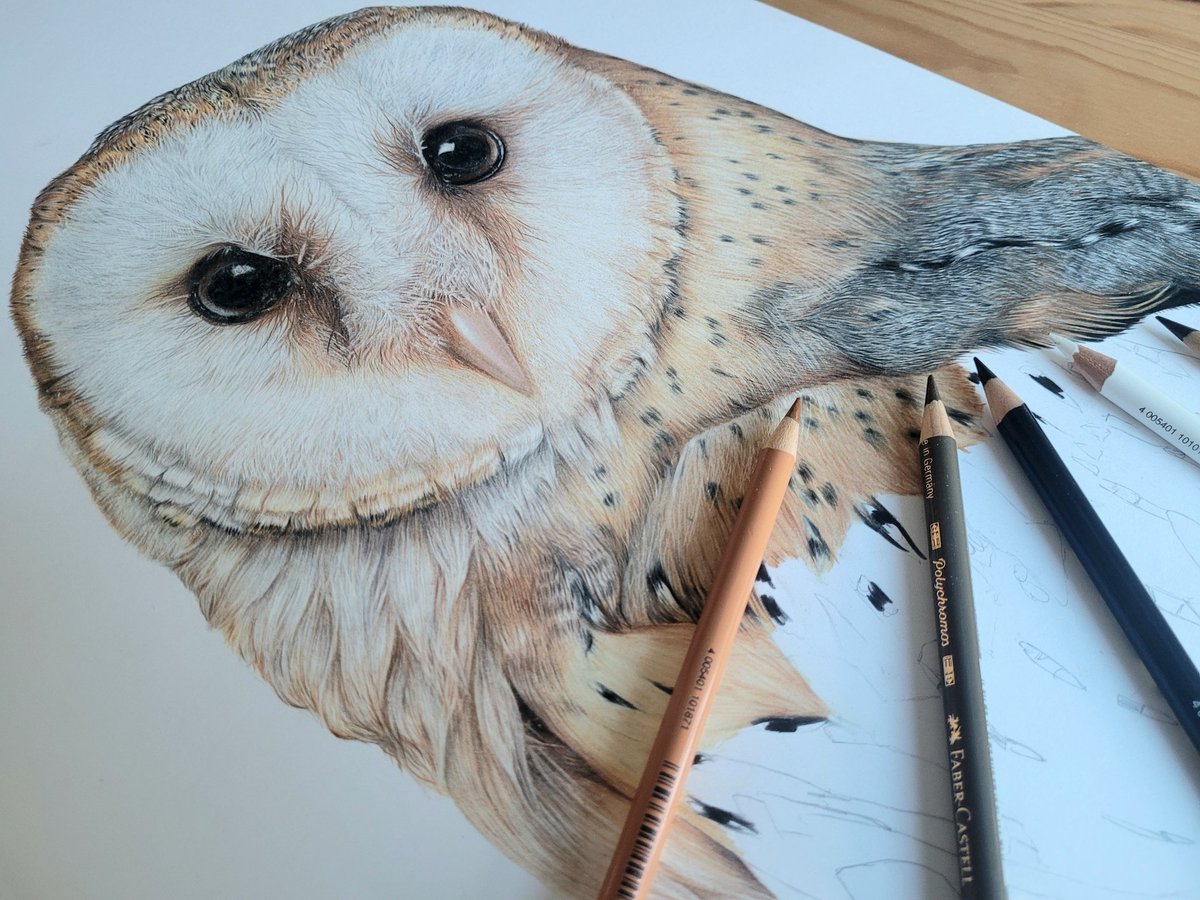 There are so many intricate details to the feathers on this beautiful Barn Owl it feels worth all of the time and concentration to get them just right. 
#fabercastellpolychromospencils #barnowlart #art #artist #wildlifeart