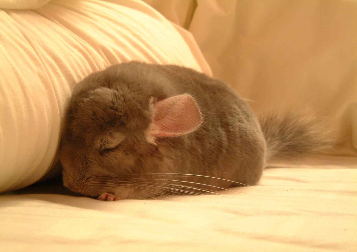 Chinchilla Every Hour (and a half) (@chinchillahour) on Twitter photo 