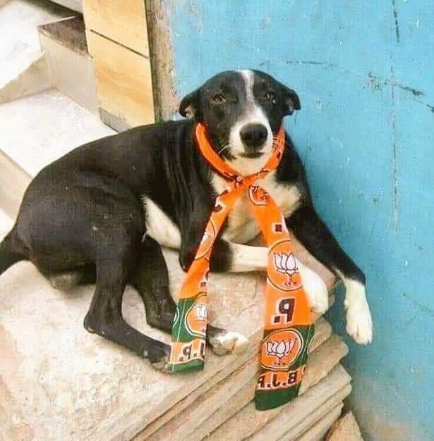 Raghu4BRS's tweet photo. ఆఖరికి కుక్కను కూడా వదలట్లేదు కదరా🤦‍♂️

#MunugoduByPoll https://t.co/qPe9FcjOve