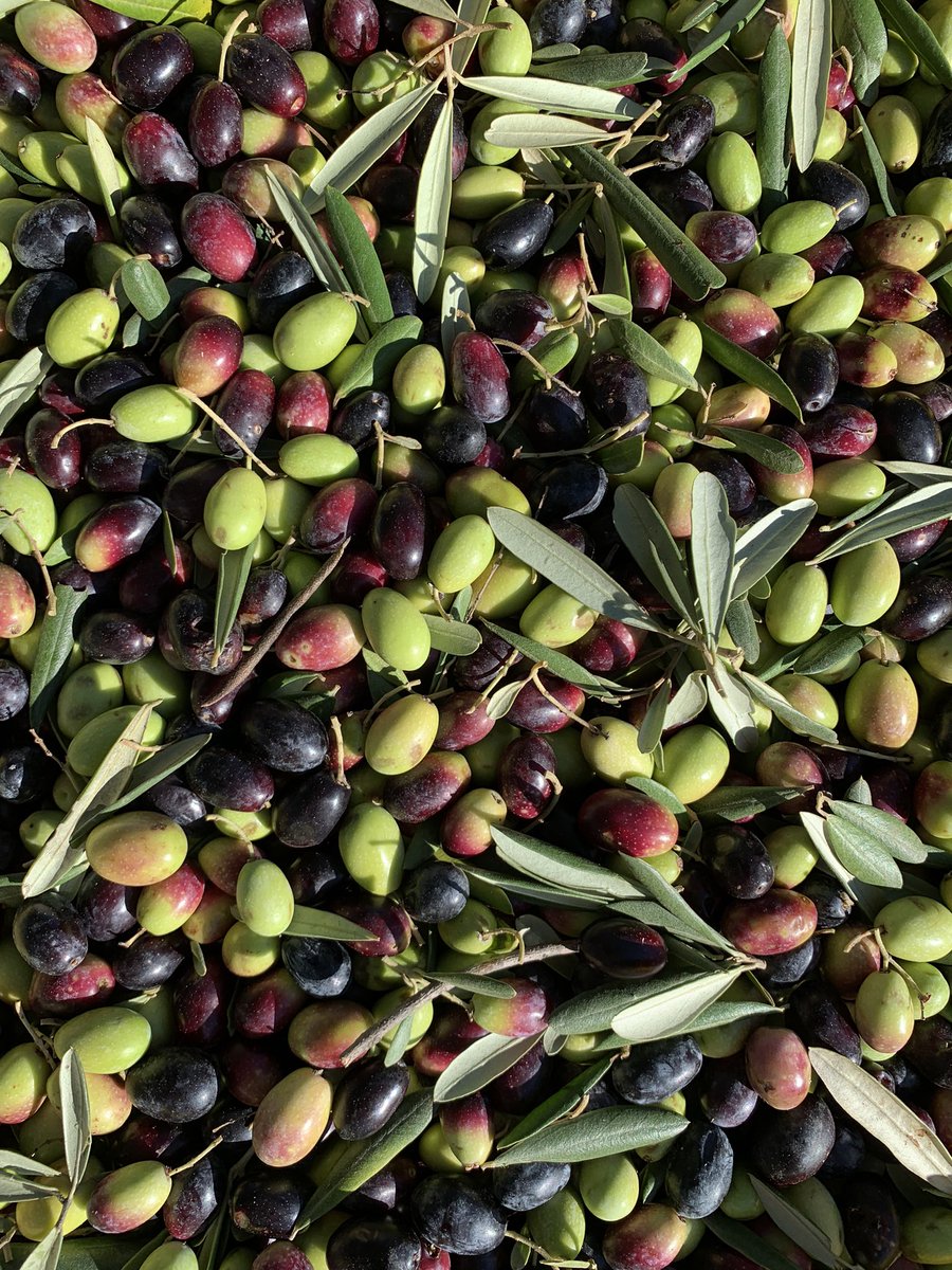 The Olive harvesting takes place between October and November, and it’s one of the things you might want to see and do in Puglia in autumn! 

#evo #fresholiveoil #olivelovers #oliveharvest #alberobello #puglia #autumn #olioextraverginedioliva #autumnescape #weareinpuglia