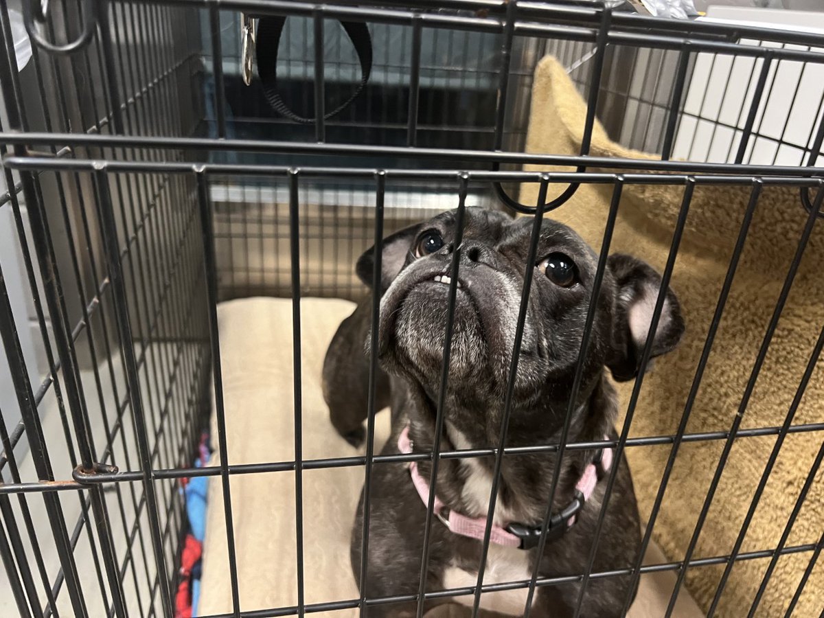 NYCACC's tweet photo. We are now putting dogs in crates in the hallway. Please consider fostering or adopting. This is not sustainable. For all of our available pets visit https://t.co/5IKjSjIXux. https://t.co/tYU1WH6A84