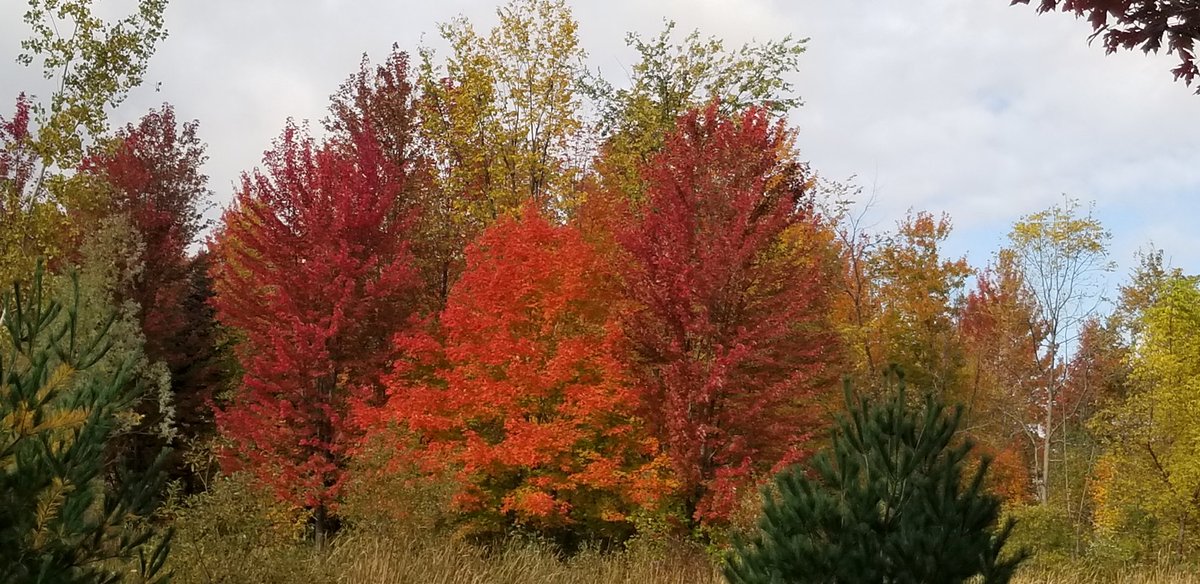 quietwaterscp's tweet photo. It is World Mental Health Day! Spend some time in nature to improve your mental health. The Fall colors are really just beautiful. Go out and enjoy and happy Thanksgiving🇨🇦😘 https://t.co/Ae4qwQ7cnM