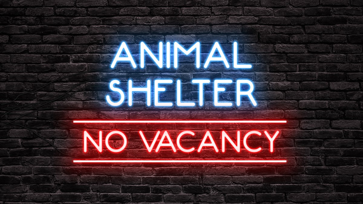 NYCACC's tweet photo. We are now putting dogs in crates in the hallway. Please consider fostering or adopting. This is not sustainable. For all of our available pets visit https://t.co/5IKjSjIXux. https://t.co/tYU1WH6A84
