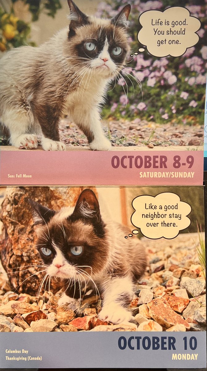 ToreeMcGee's tweet photo. Today’s feels like a repeat. Is it a repeat? #grumpycat #dailygrump https://t.co/ElK2BQmAfR