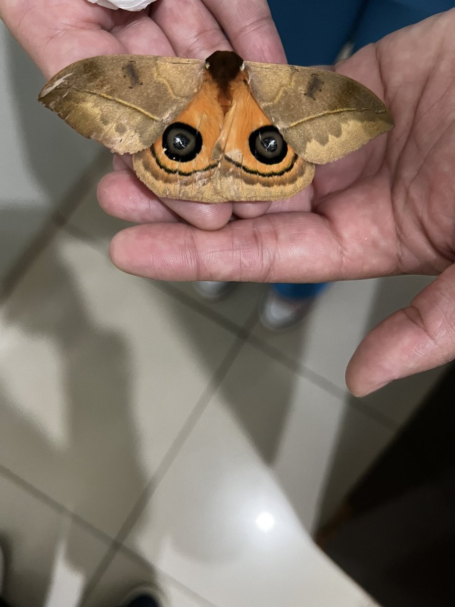 dre_ars's tweet photo. Riqueza em forma de bicho🦋🫶🏻 https://t.co/eADhdcEp6N