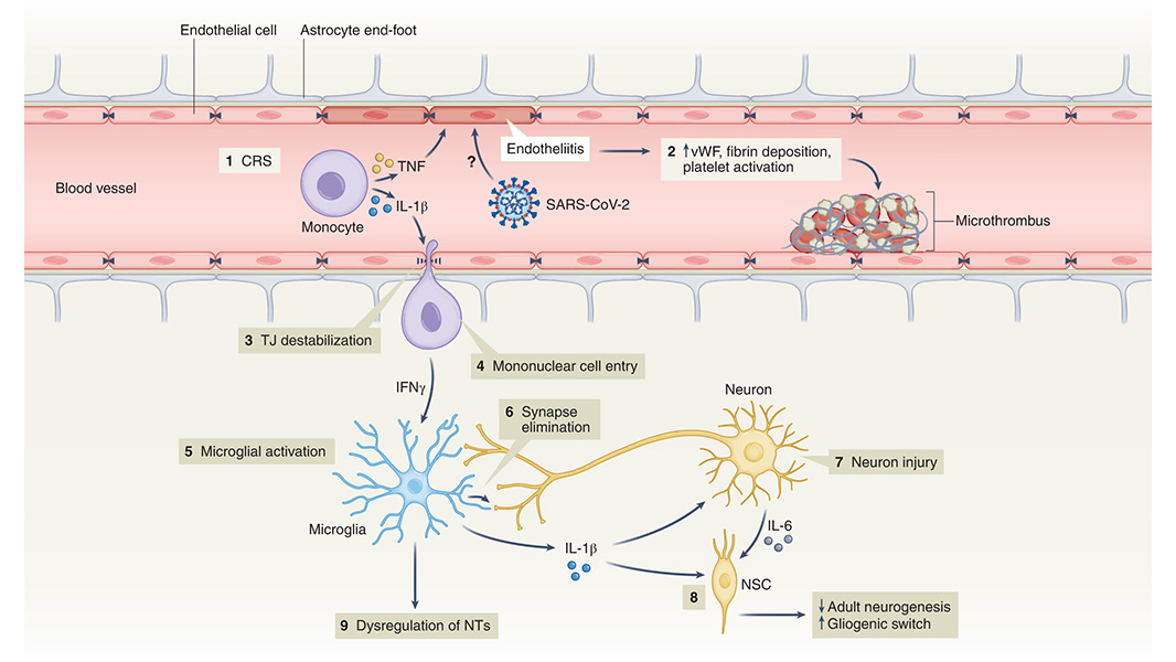 NaturePortfolio's tweet photo. A Review in @NatureMedicine discusses the impact of COVID-19 on mental health—from pandemic-related societal effects to direct infection-related neuropsychiatric sequelae—highlighting the lessons learned and outstanding knowledge gaps. https://t.co/yoGry6q3lW https://t.co/C2FFPbrj9F