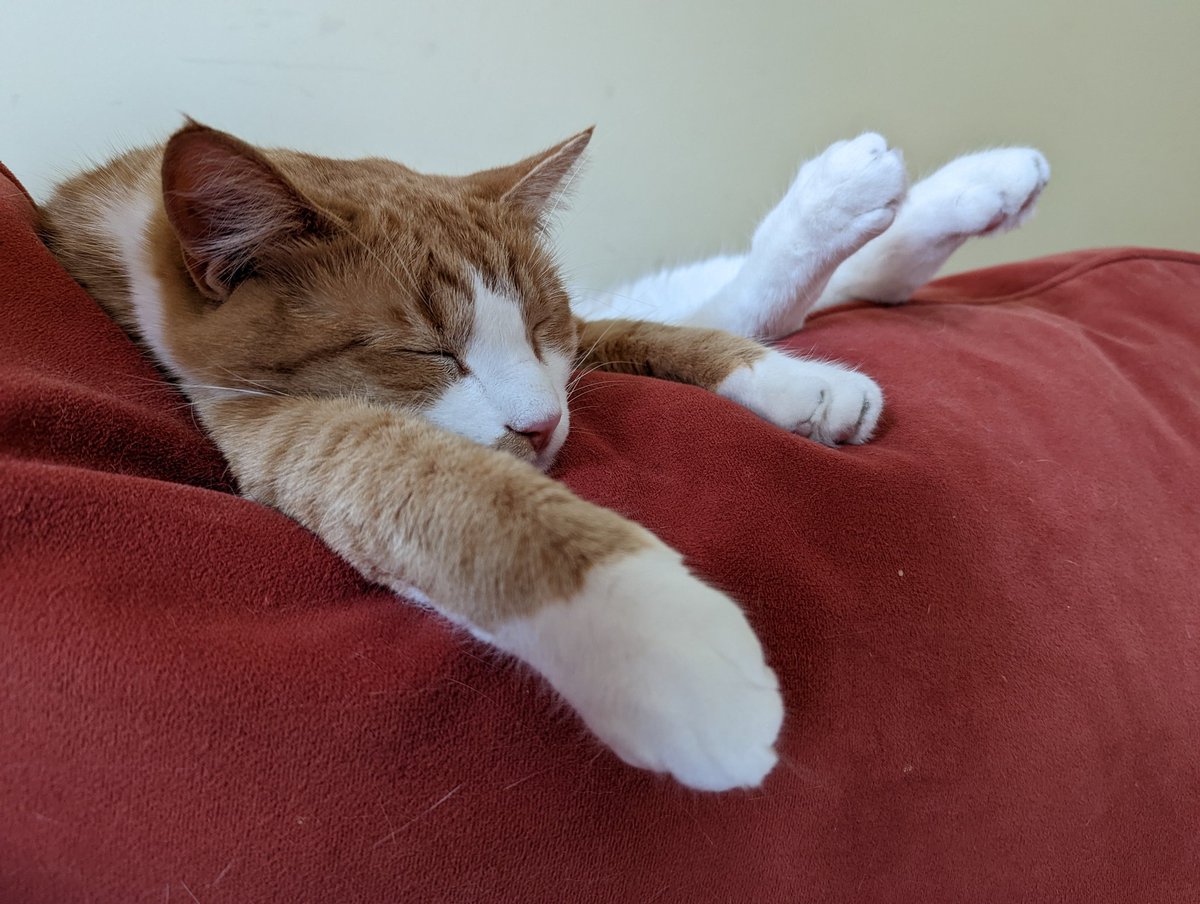 KathleenSkeals's tweet photo. Here's Puck's latest pose. #ContortionistCat https://t.co/c0ZOutjvlU