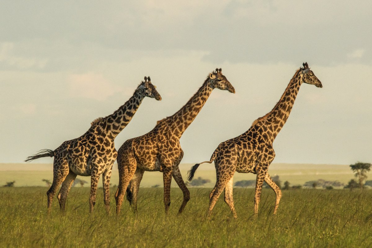 'Spot Shape Is Meaningful in Giraffe Social Circles' - @JZoology article by Kin Morandi et al. featured in the Psychology Today blog psychologytoday.com/gb/blog/animal… @WileyEcolEvol