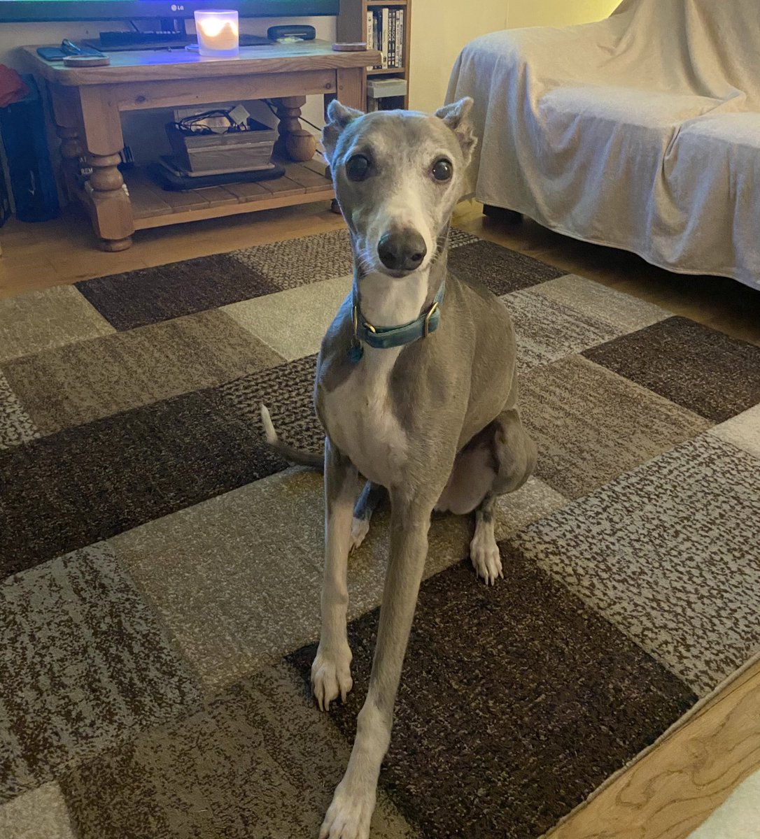 egoldsmithpsy's tweet photo. @ClinPsyD_Hull I love spending time with friends and family, going for walks (especially with my dog) and relaxing with a good book or film! Here’s Finn patiently waiting for a walk during my last visit home🥺 https://t.co/Skyxzaf4ba