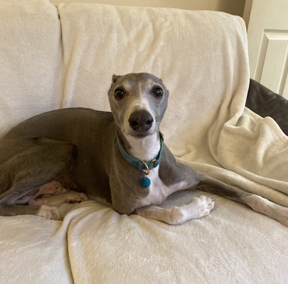 egoldsmithpsy's tweet photo. @ClinPsyD_Hull I love spending time with friends and family, going for walks (especially with my dog) and relaxing with a good book or film! Here’s Finn patiently waiting for a walk during my last visit home🥺 https://t.co/Skyxzaf4ba