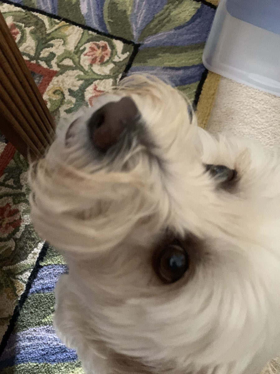 MildMiles4's tweet photo. Where’s My Chicken?  🐓⏰  #DogsOnTwitter  #RescueDog  #LuckyDog   #ChickenDog https://t.co/yYqKomg7bb