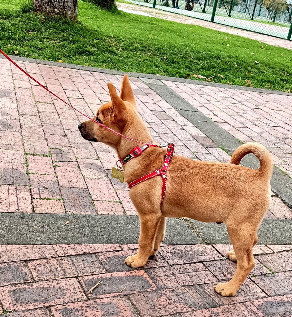 sasdigraf's tweet photo. Les presento a Cooper, perrito rescatado desde cachorrito por uno de mis sobrinos y que se ha convertido en parte de la familia. Yo, científicamente alérgica a ellos, acepté vivir esta experiencia de tener uno y ya siento cariño 🤗... Esta historia continuará ✌🏼😉🐶 https://t.co/CIte8x1Hj4