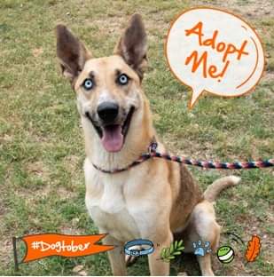 Frodo is a handsome, strong &amp; loyal guy who's been at the shelter for 232 days. His adoption fee has been sponsored by a Guardian Angel.  Frodo has a serious weak spot for peanut butter &amp; treats &amp; will do anything for snacks... facebook.com/10006485865117…
#Dogtober #adoptme