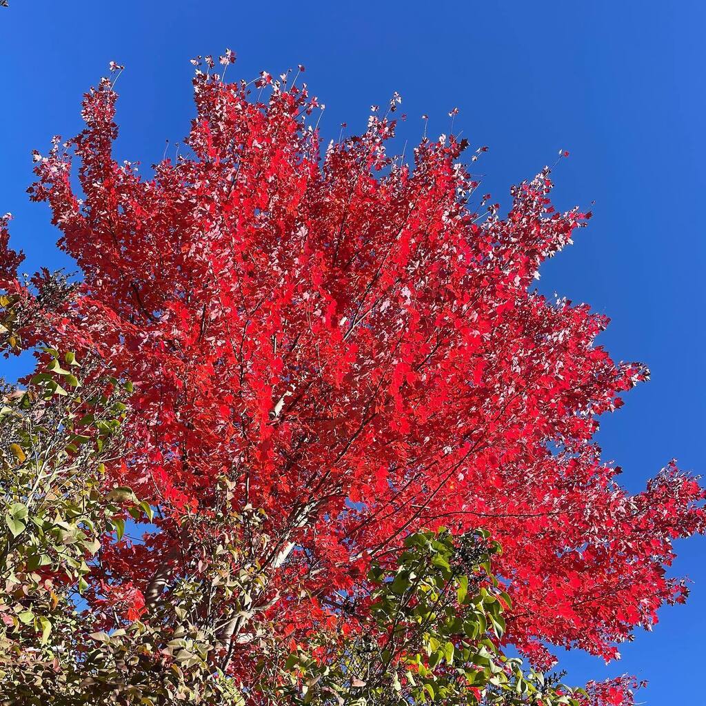 TimothyTimoteo's tweet photo. Red! https://t.co/49GLm2W9y6 https://t.co/kCzp6zmYyo