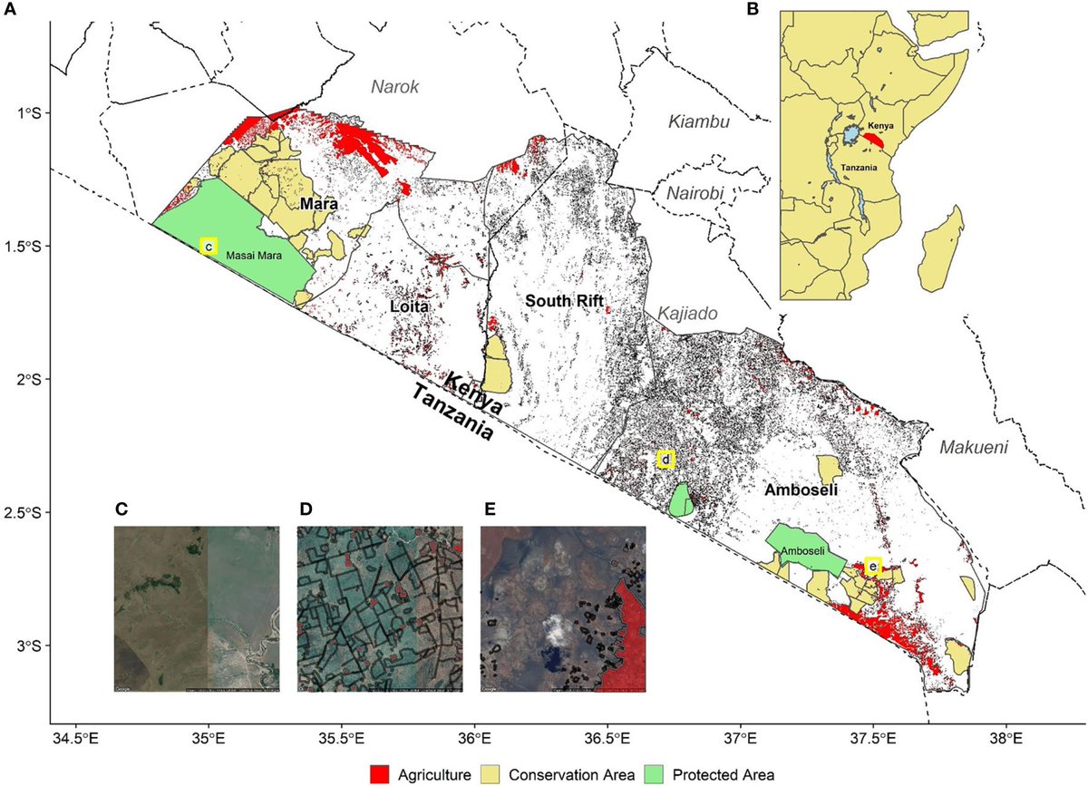 New Article: Wildlife and pastoralists are rapidly running out of space in Kenya, with over 40,000 km of fencing proliferating on private land across the famous Amboseli, the South Rift, Loita and Mara ecosystems. 🧵frontiersin.org/articles/10.33…