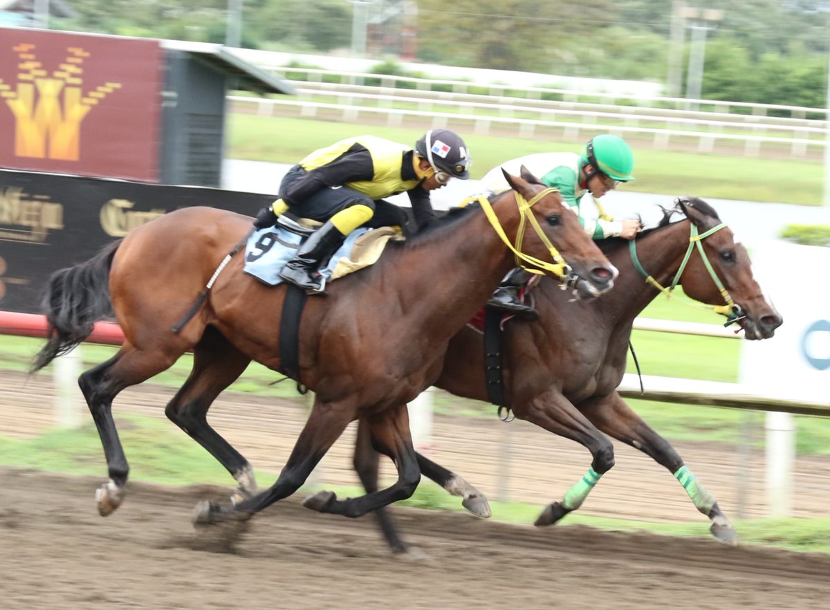 Haras Cerro Punta tweet media
